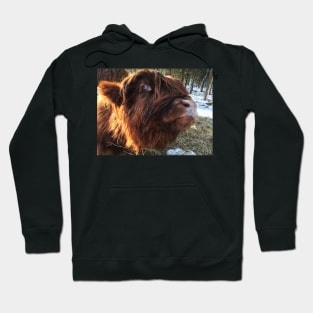 Scottish Highland Cattle Calf 1927 Hoodie